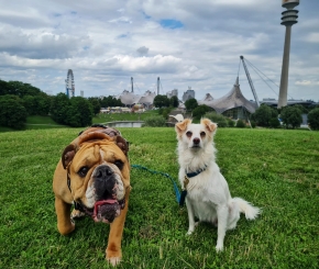 Hunde im Münchener Park